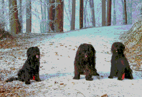 3briard
